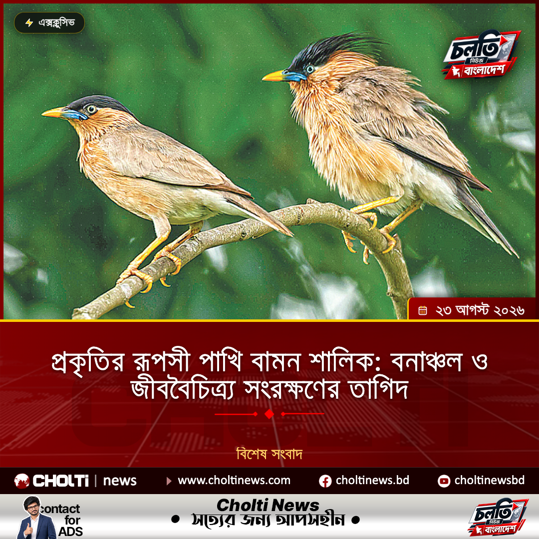 প্রকৃতির রূপসী পাখি বামন শালিক: বনাঞ্চল ও জীববৈচিত্র্য সংরক্ষণের তাগিদ
